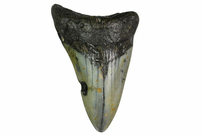 Bargain, Fossil Megalodon Tooth - North Carolina #153133